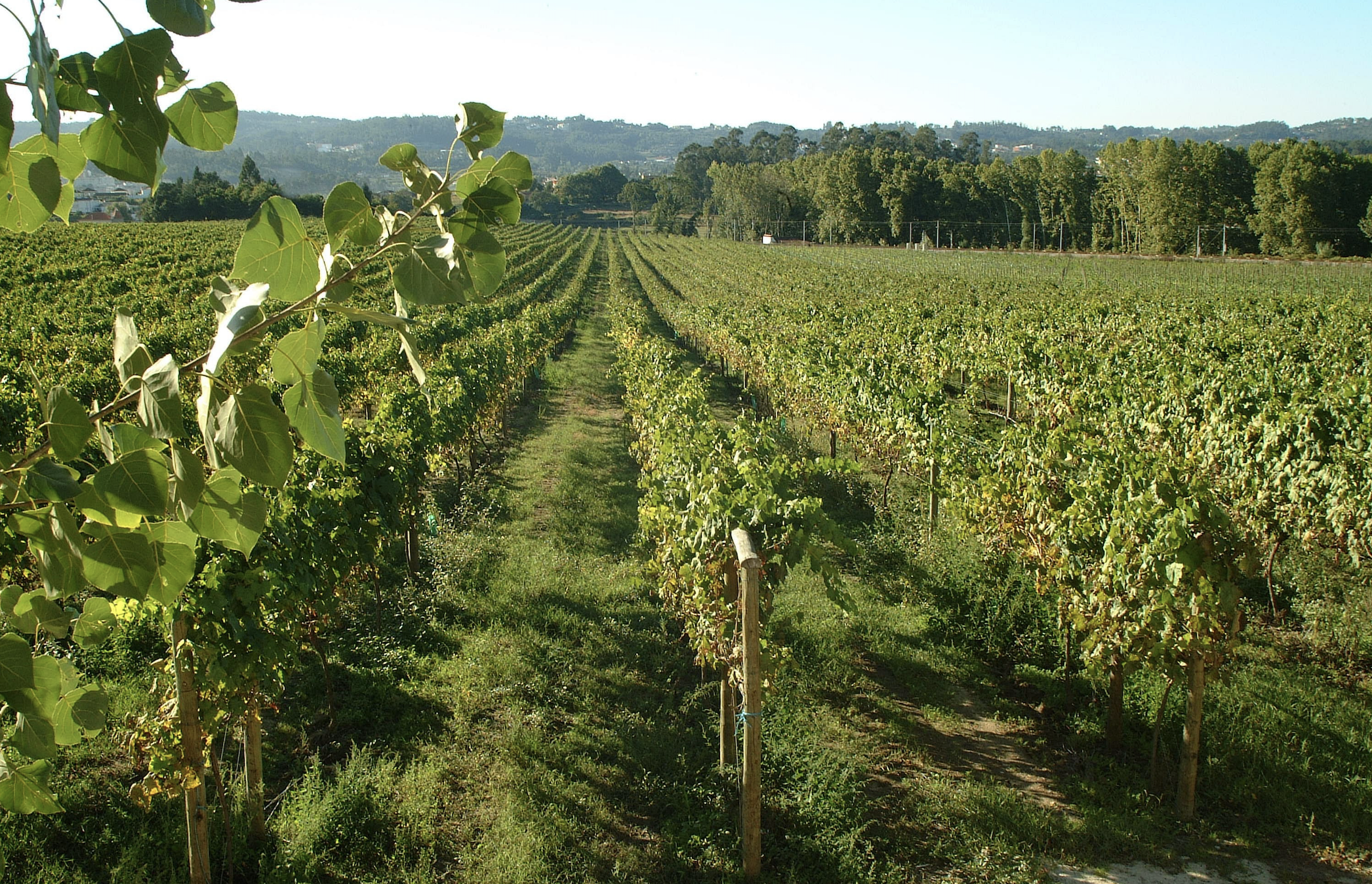 Vinho Verde - orzeźwiające wino z Portugalii